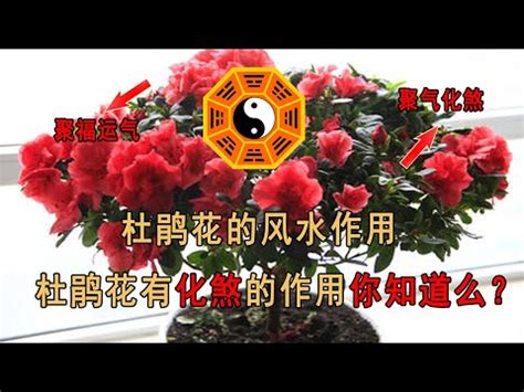 杜鵑花禁忌|杜鵑風水：趨吉避兇秘笈